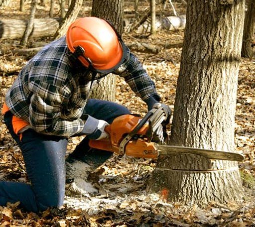 Tree Removal in Clara, MS